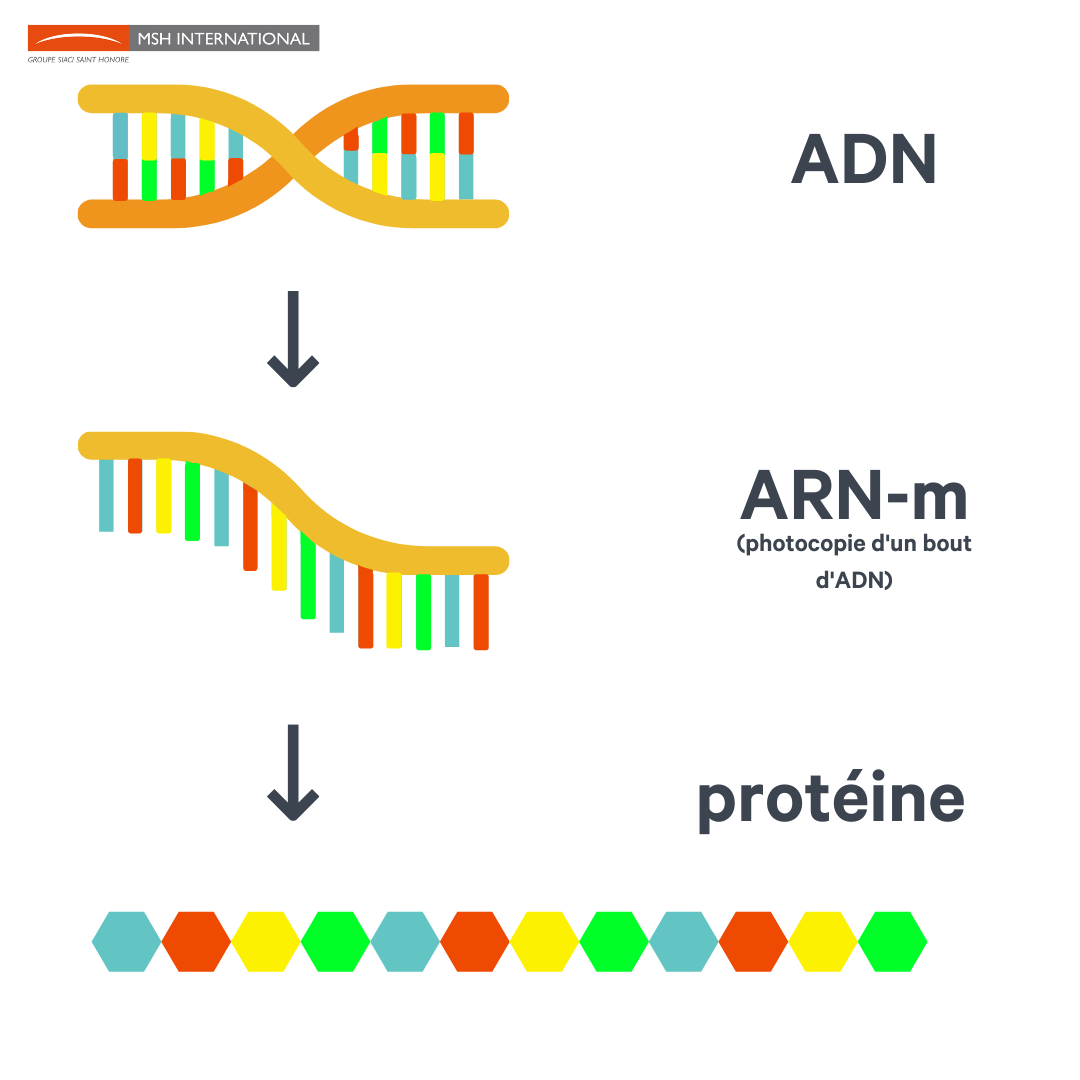 différence entre l'adn et l'ARN-m